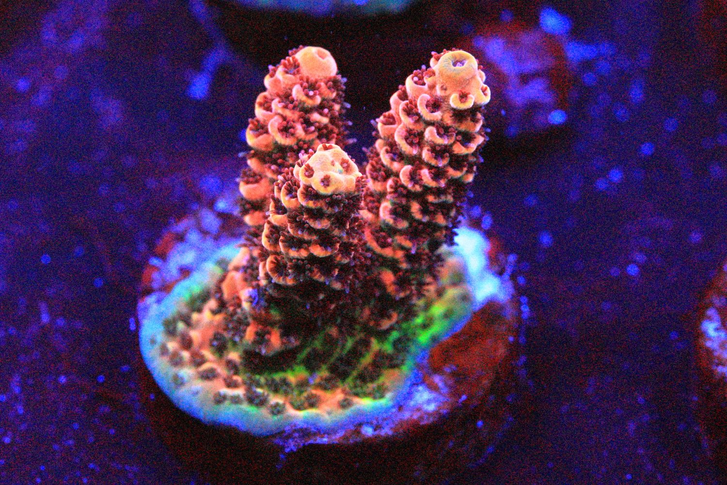 The Art of War acropora WYSIWYG