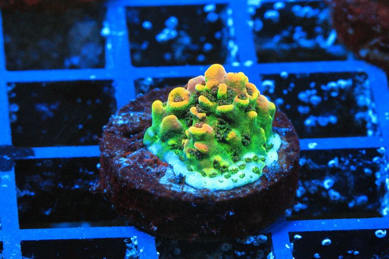 Fruity Pebbles Acropora Booger 1