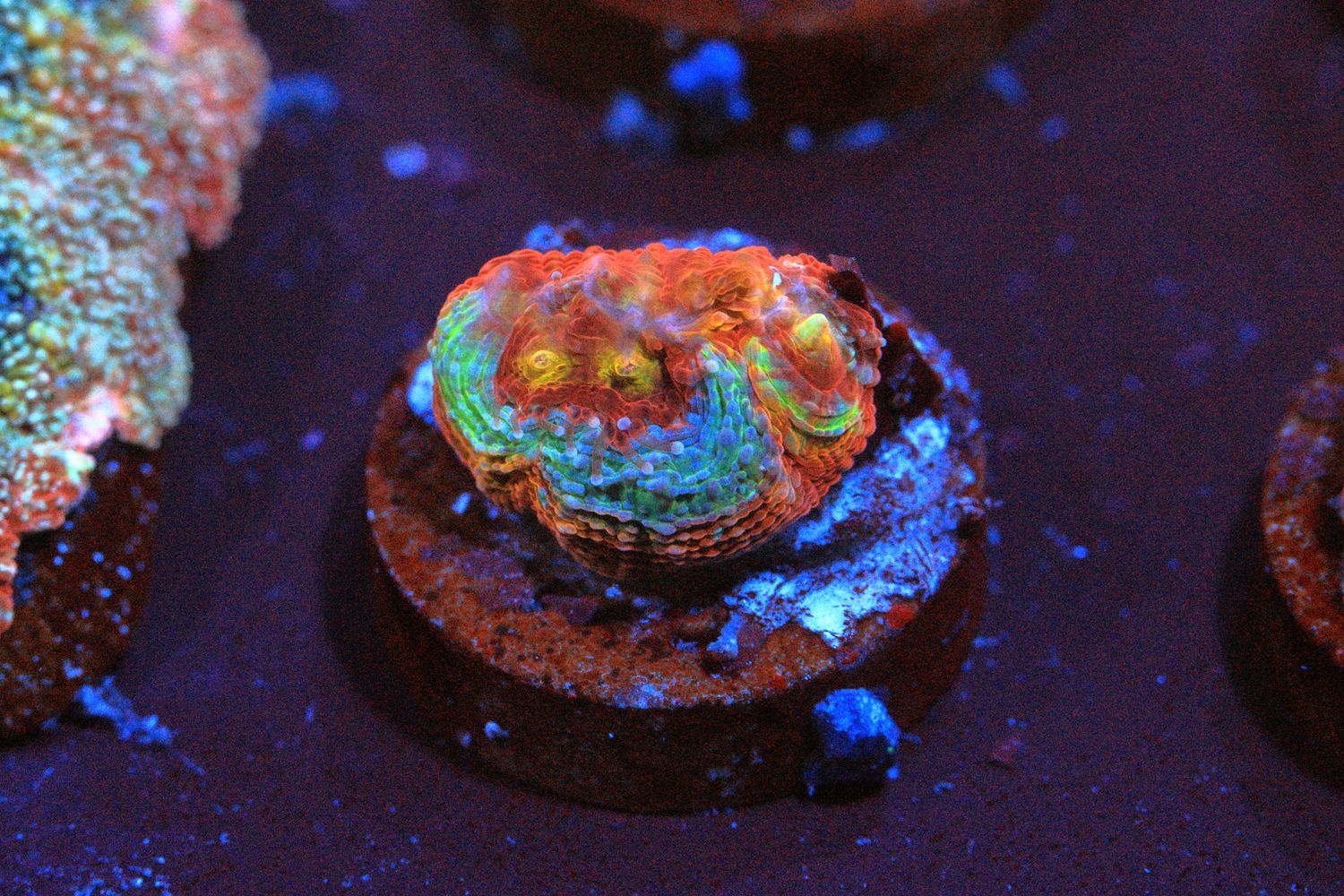 Rainbow Bowerbanki frag WYSIWYG