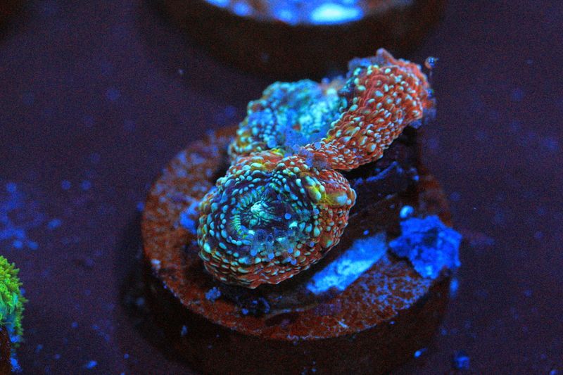 Black Hole Sun Rainbow Bowerbanki frag WYSIWYG