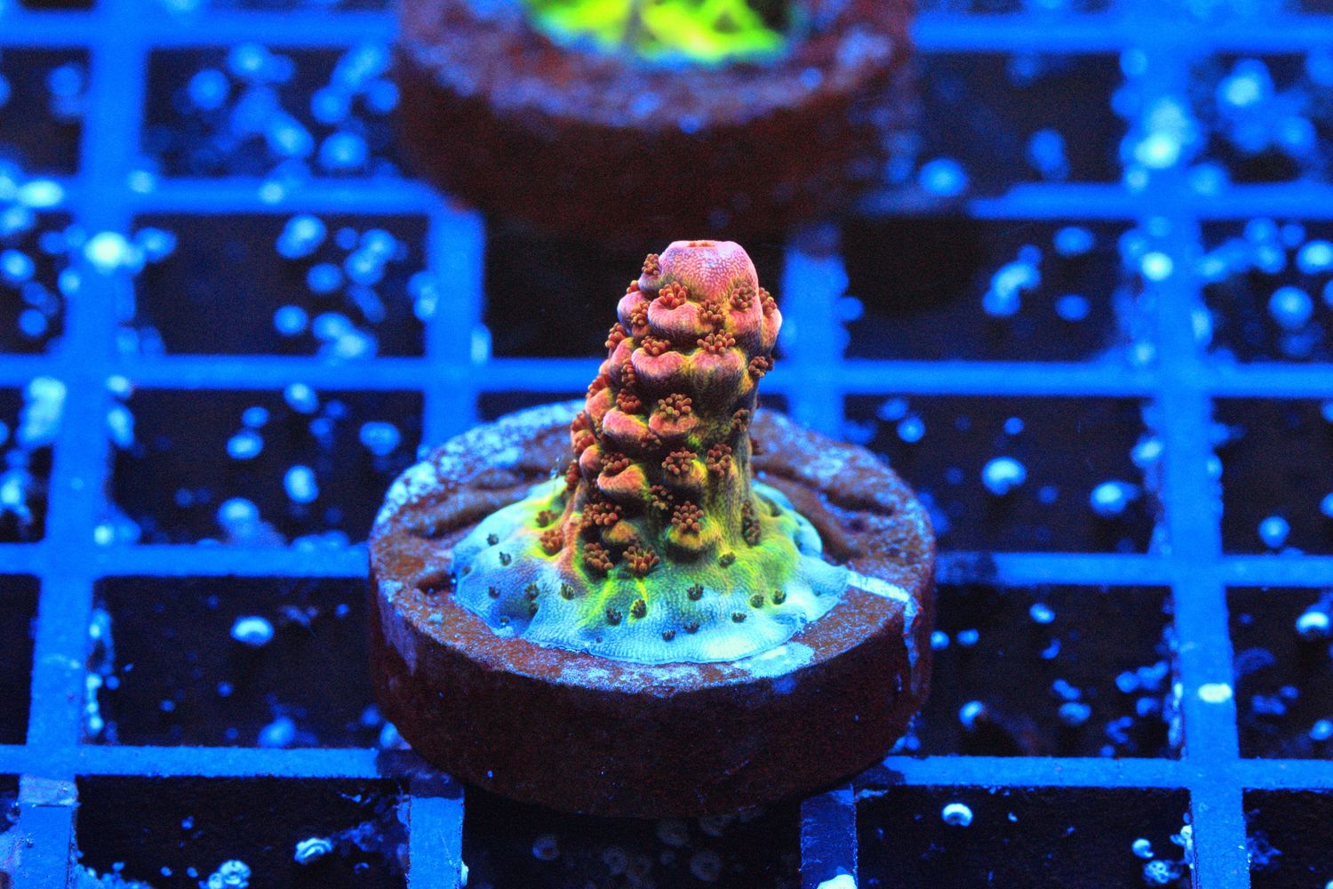 PC Rainbow Acropora WYSIWYG