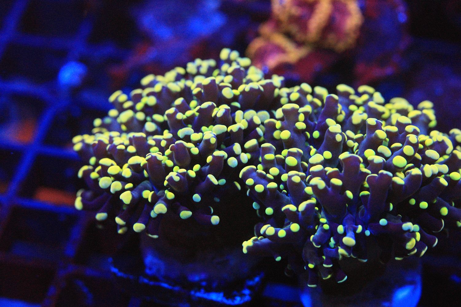 Ultra Grade Yellow Fine frogspawn (Euphyllia Yaeyamensis)