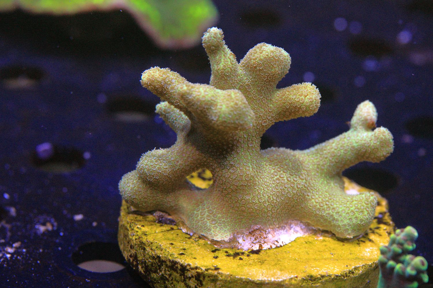 Yellow Porites small colony WYSIWYG