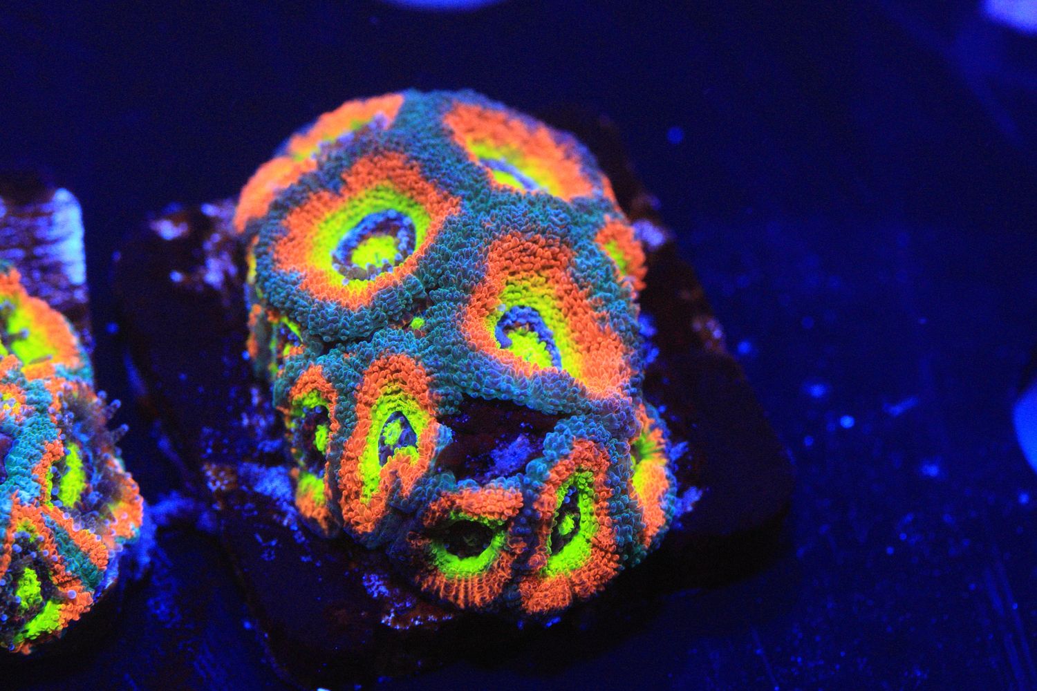 Holy Grail Micromussa WYSIWYG