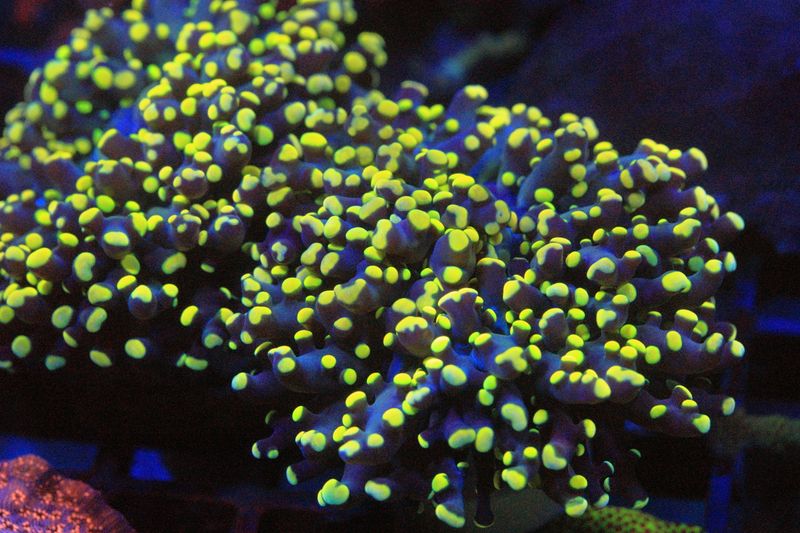 Yellow Octospawn (Yaeyamensis) - single head