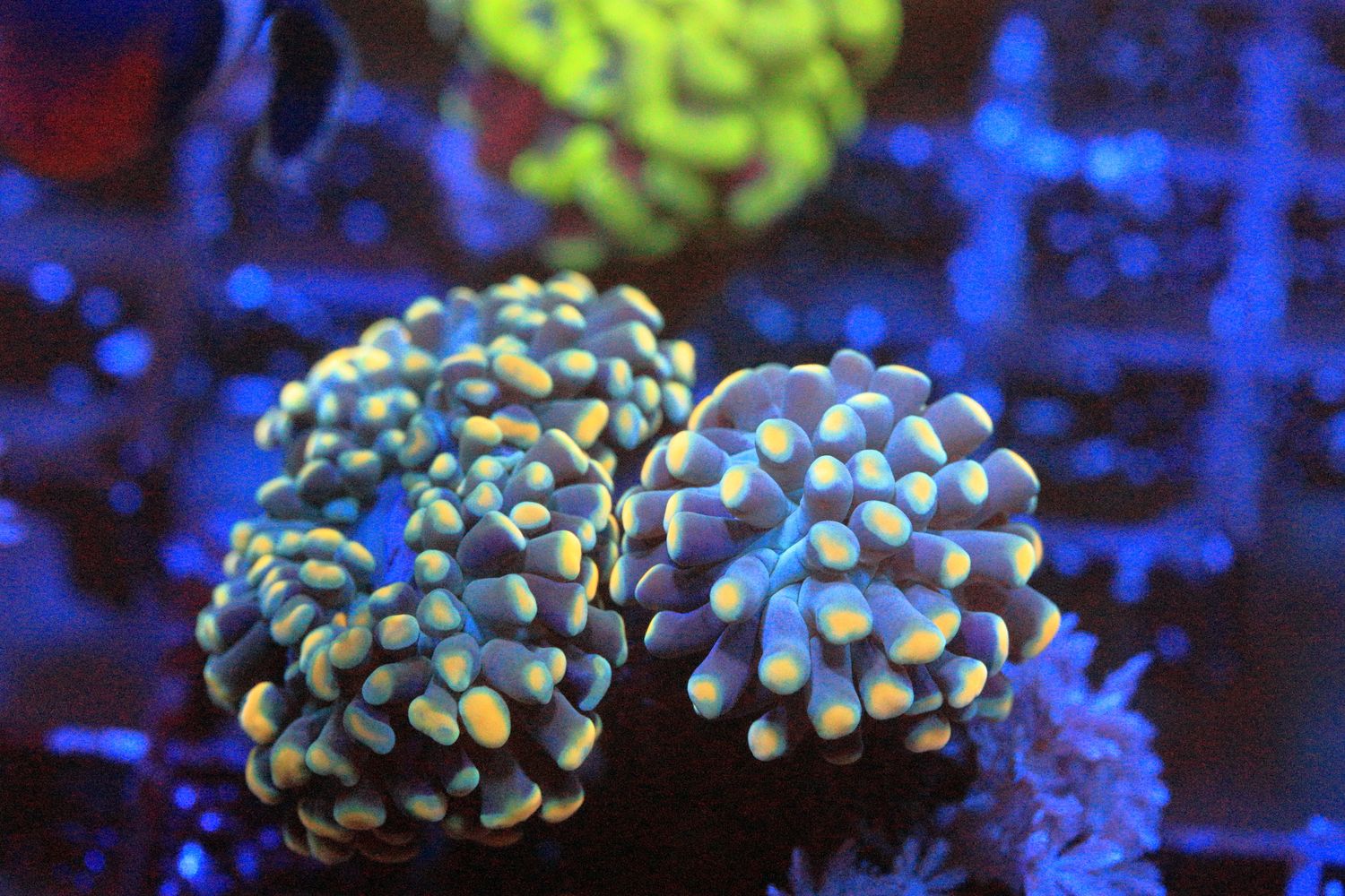 Yellow tip Frammer - Single head