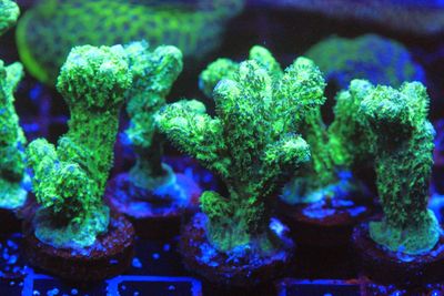 Toxic Green Branching Hydnophora WYSIWYG