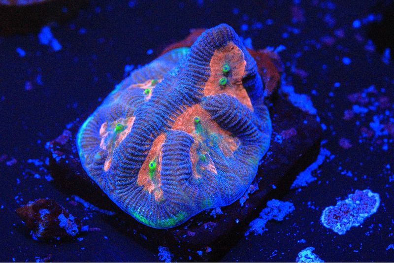 Goblin Eye Paragoniastrea