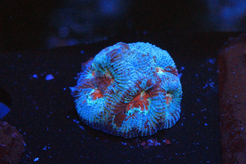 Blue and Yellow Magma Favia WYSIWYG