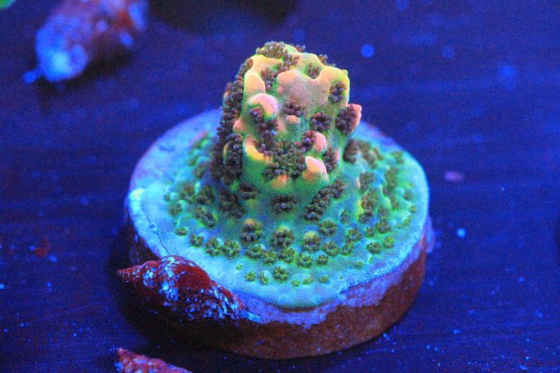 Fruity Pebbles Acropora WYSIWYG