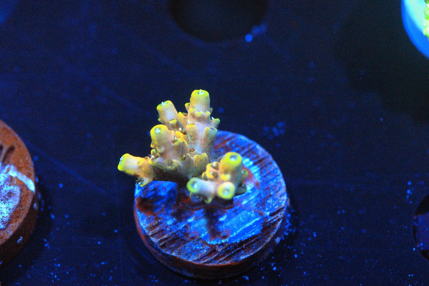 Flat Eric Acropora WYSIWYG