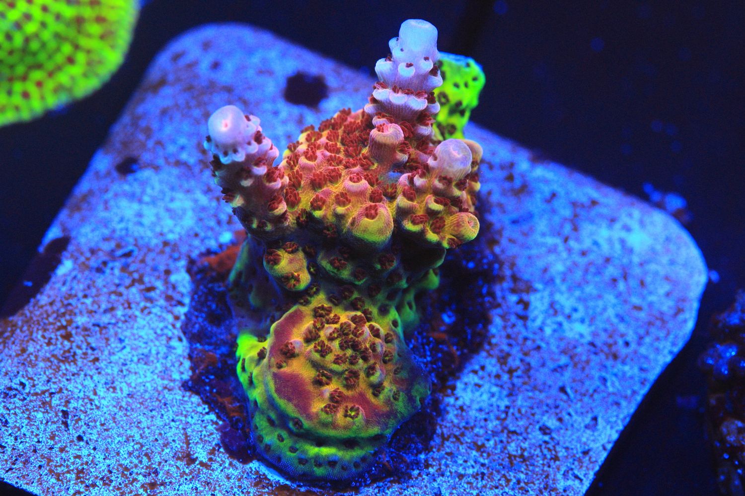 Zoom acropora - large frag on small tile WYSIWYG