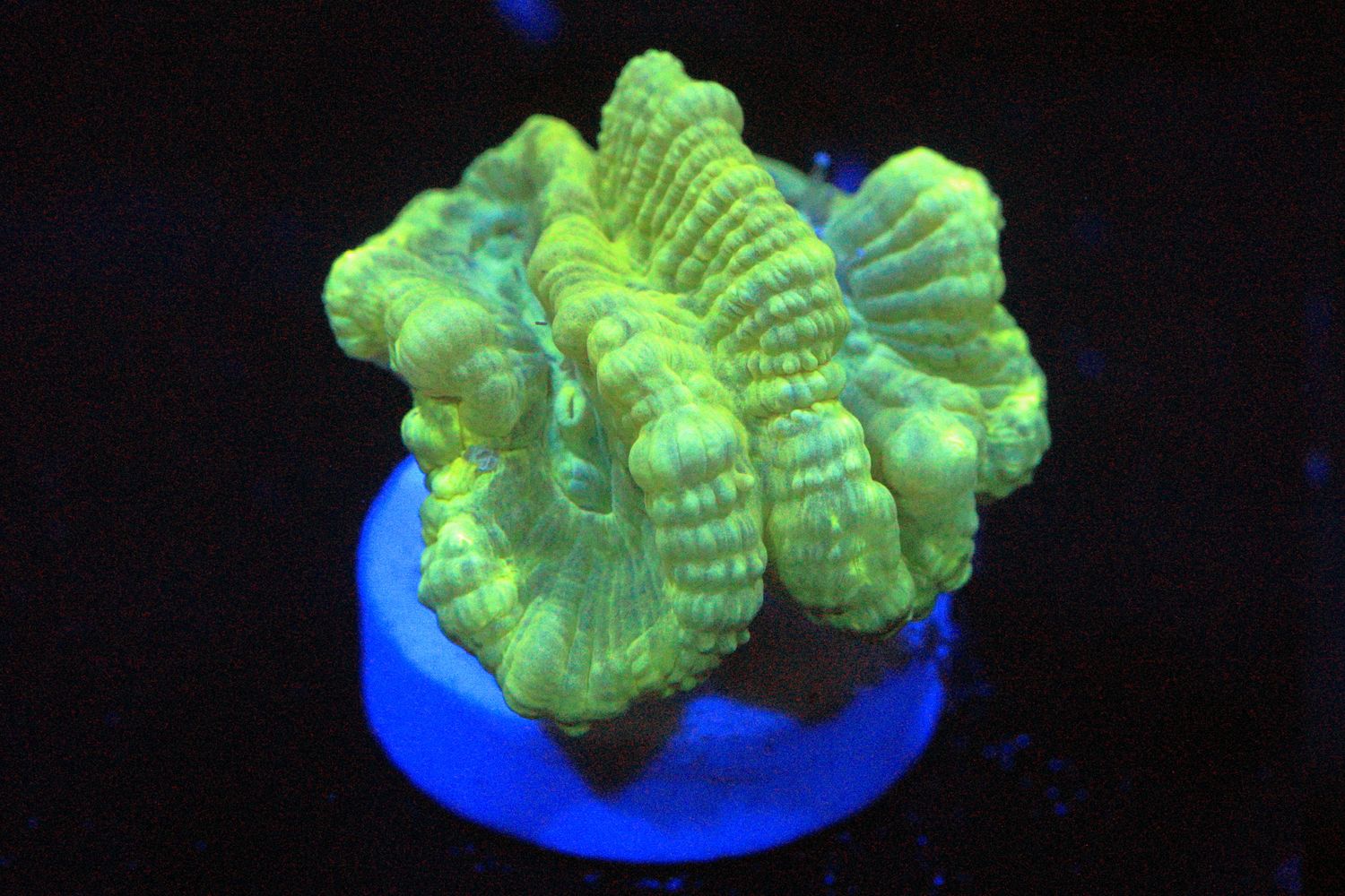 Neon Caulastrea - 2 polyps