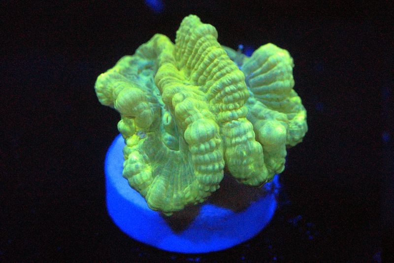 Neon Caulastrea - 2 polyps