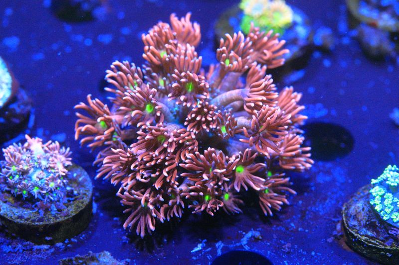 Yellow Mouth Pink Goni Large