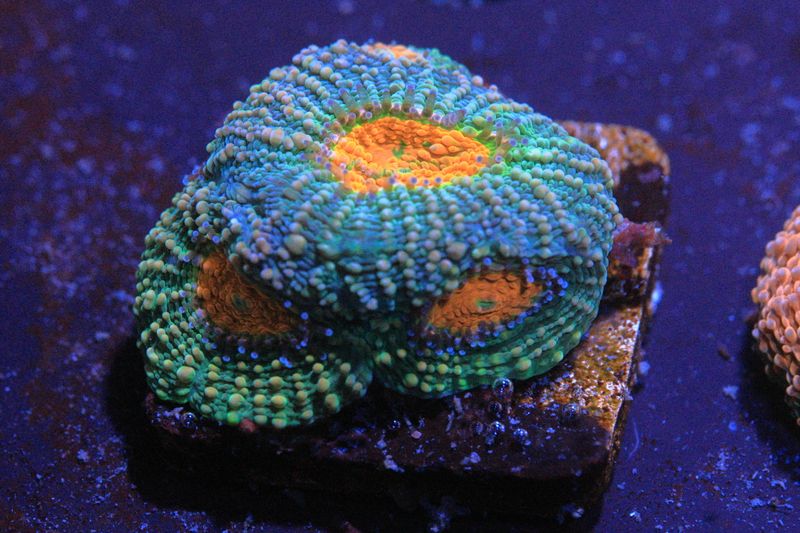 Alien Anus echinata WYSIWYG