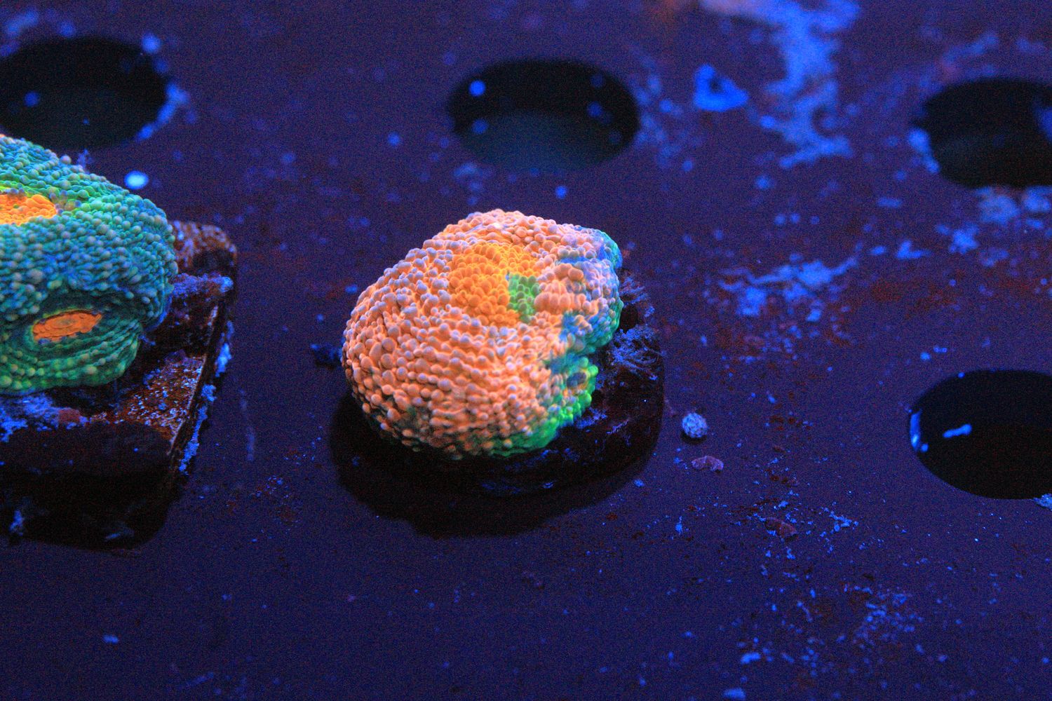 Orange and green Acan Echinata