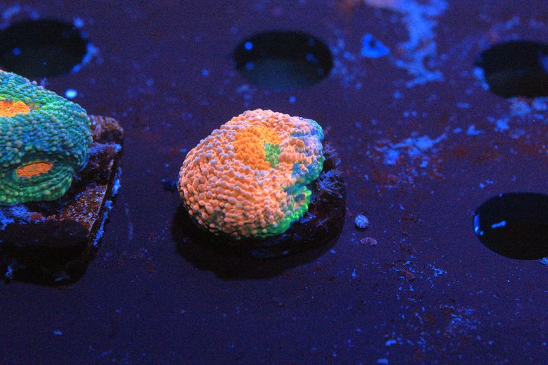 Orange and green Acan Echinata