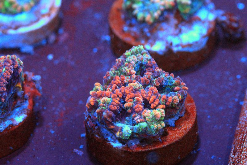 Ludicrous Goniastrea