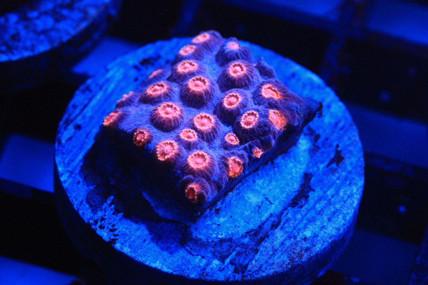 Bizarro Cyphastrea