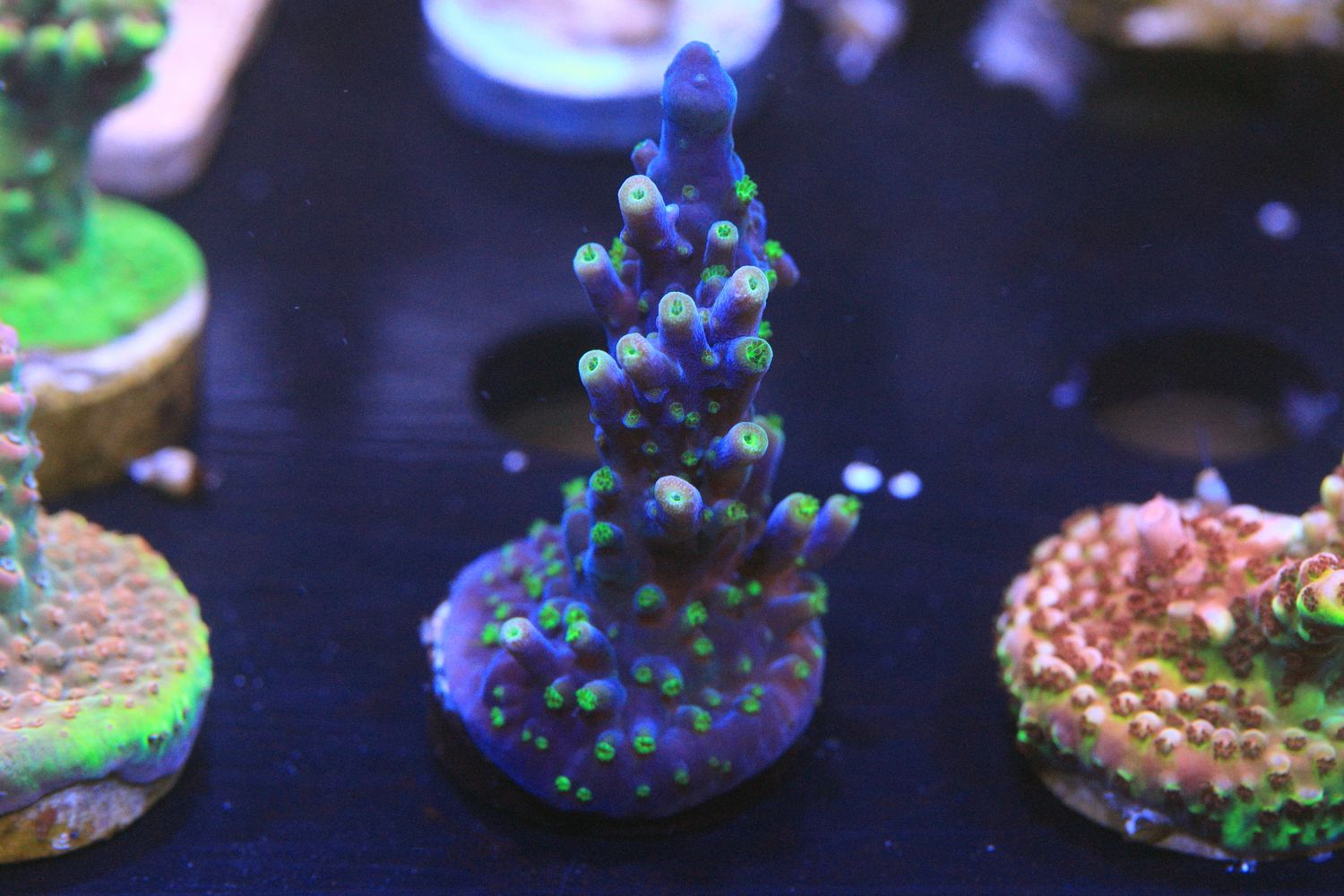 Jack Frost acropora  WYSIWYG