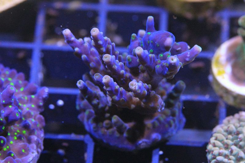 Jack Frost acropora  WYSIWYG