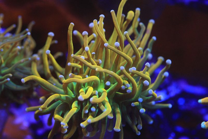 Holy Grail Torch (Euphyllia Glabrecens)