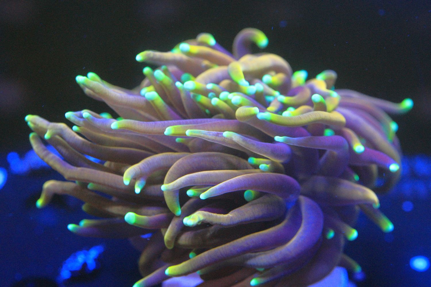 Hellfire Torch (Euphyllia Glabrecens)