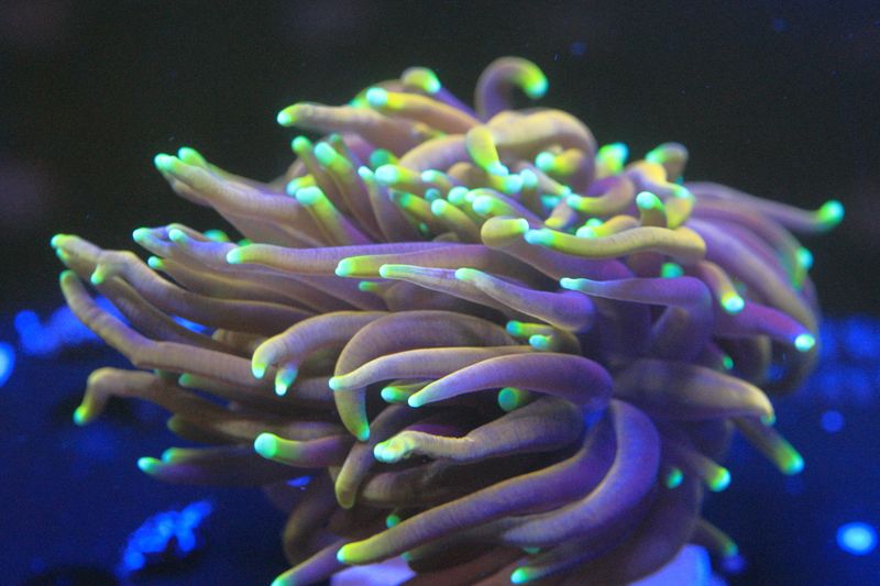 Hellfire Torch (Euphyllia Glabrecens)