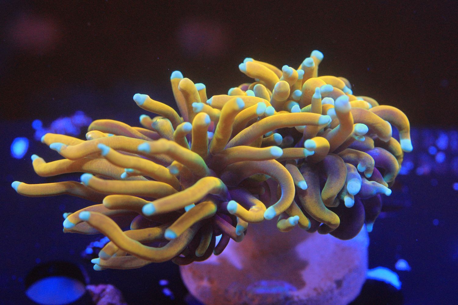 Sun God Torch (Euphyllia Glabrecens)