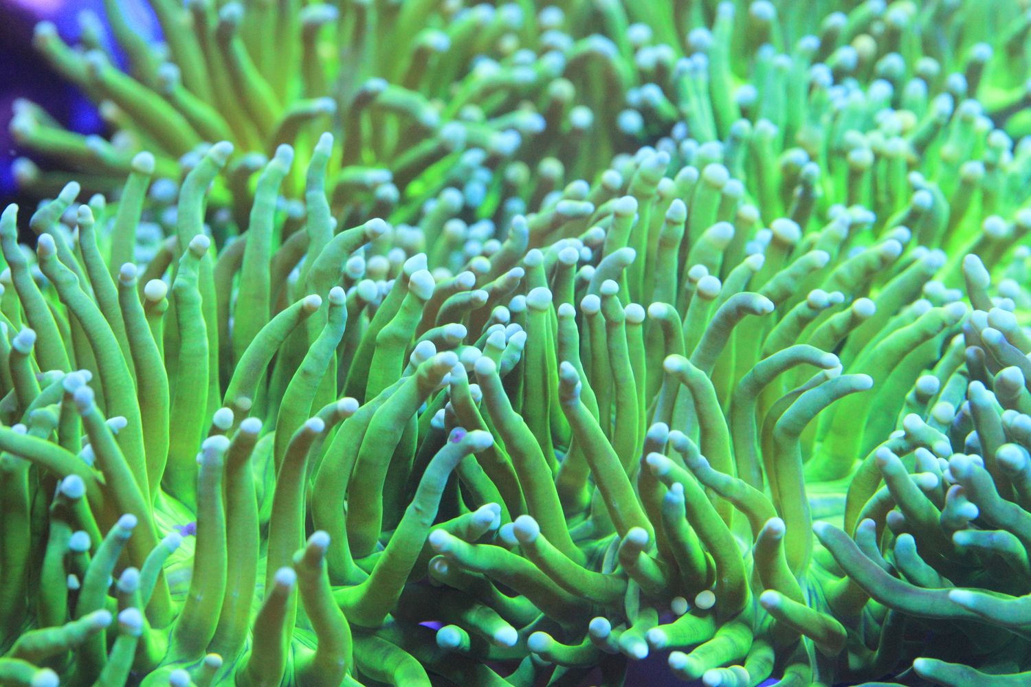 Neon Green torch