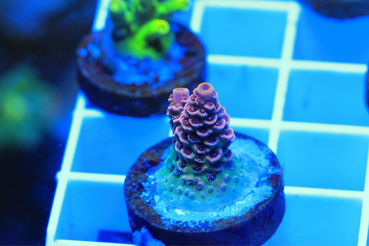 Red Planet Acropora Small