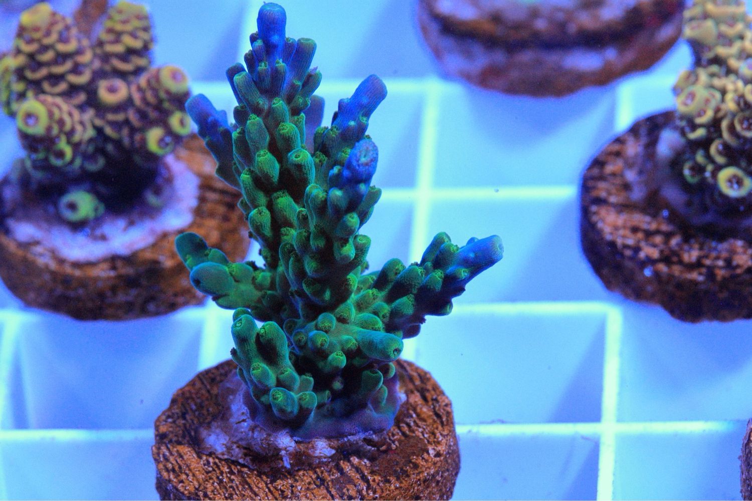 Blue tip acro