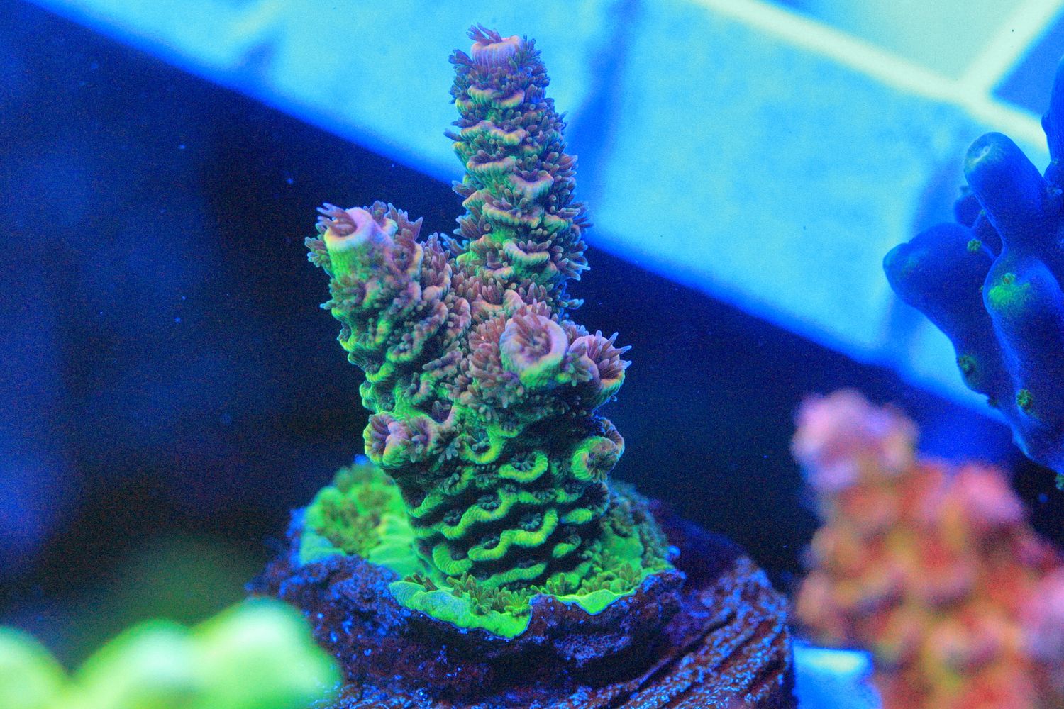 Pink and green Acropora millepora