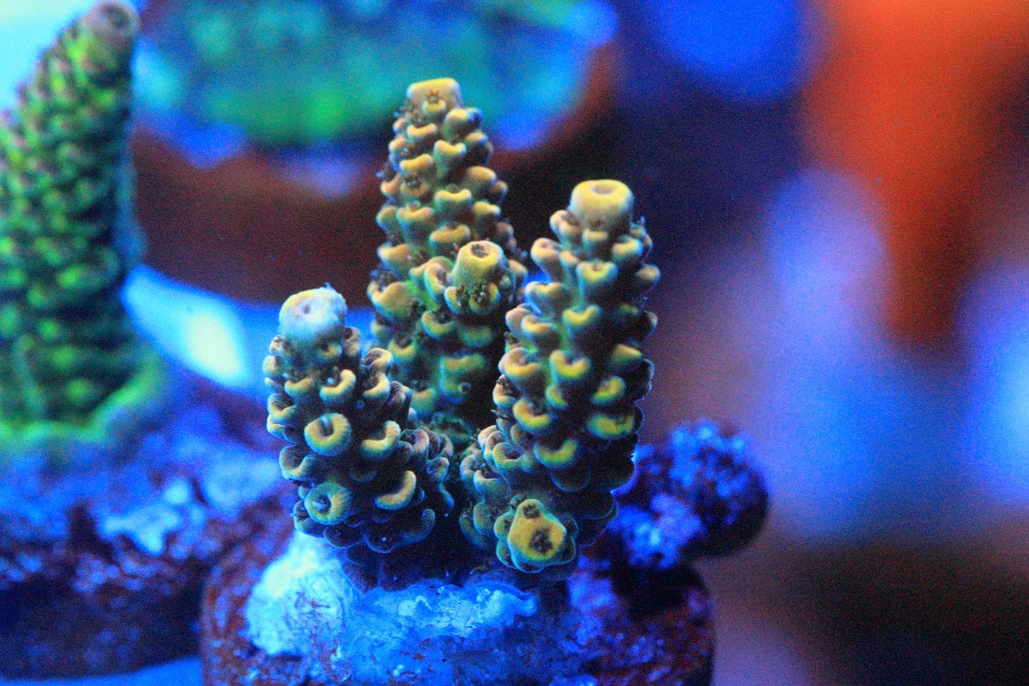 Yellow and green prostrata WYSIWYG