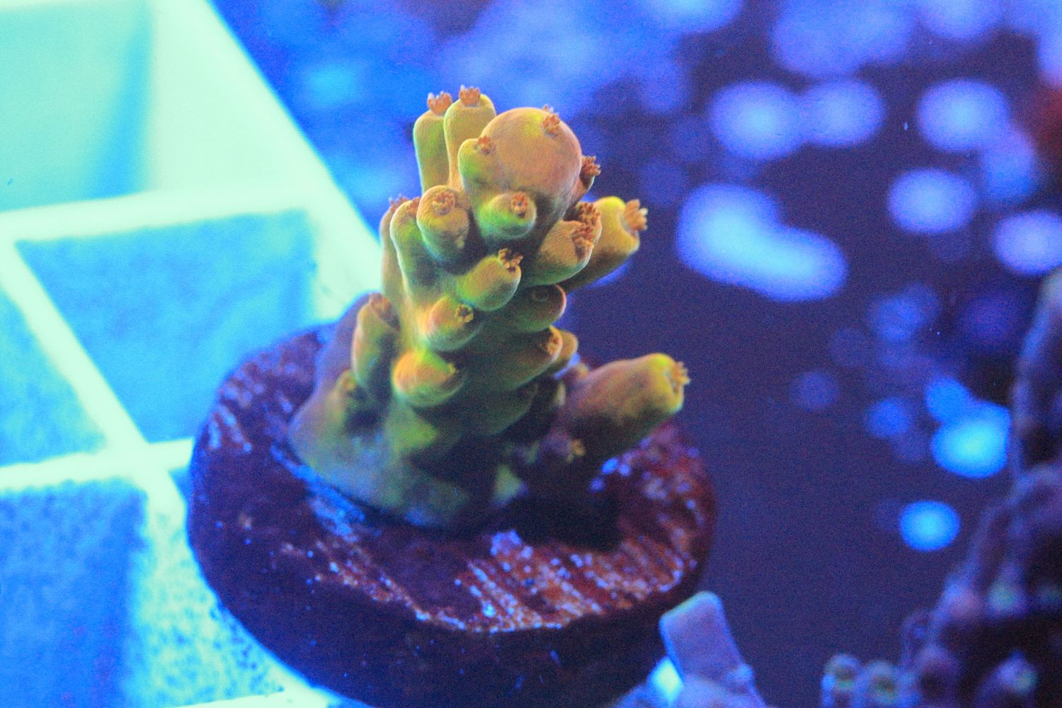 Golden Jawdropper small WYSIWYG