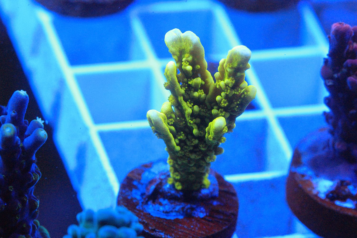 Yellow Elkhorn Montipora
