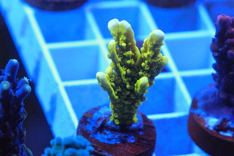 Yellow Elkhorn Montipora