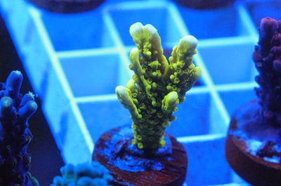 Yellow Elkhorn Montipora