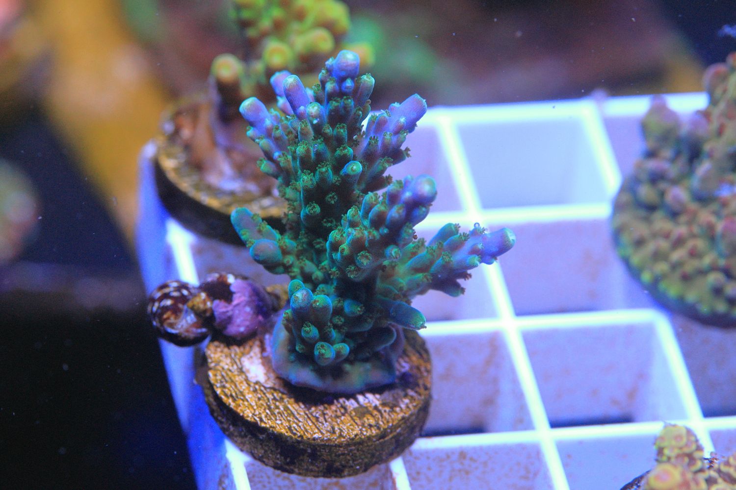 Blue tip Acro