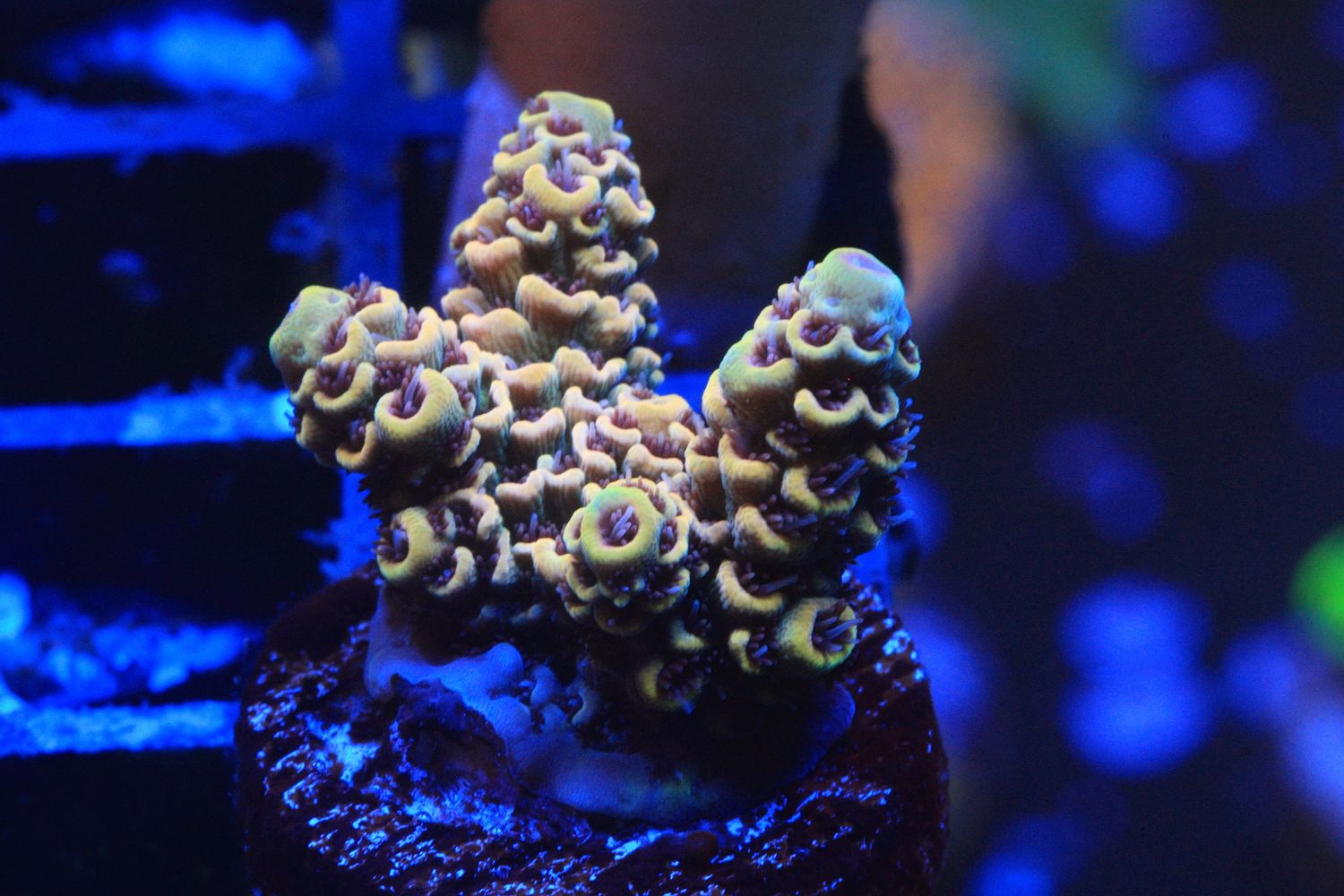 Red polyp yellow milli