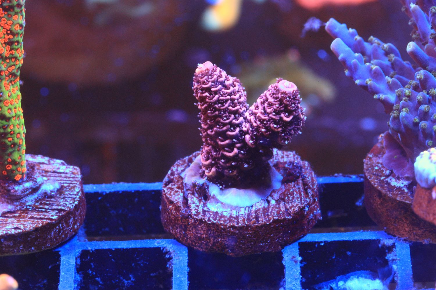 Red Planet Acropora (Naughty Nubbin) WYSIWYG