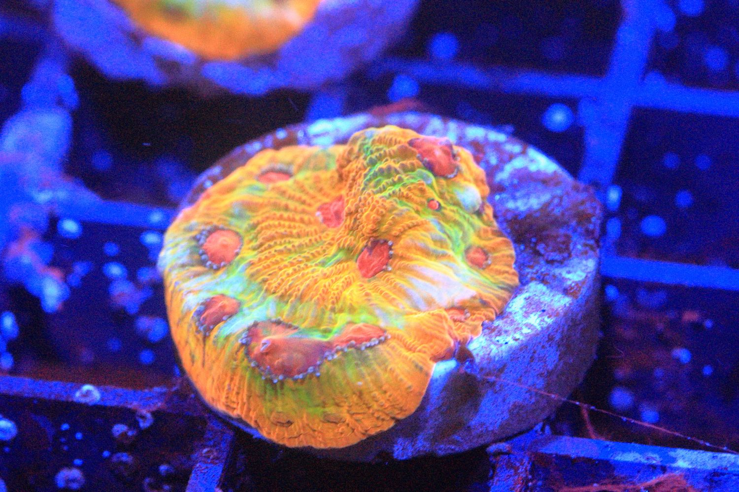 Fascination Favites