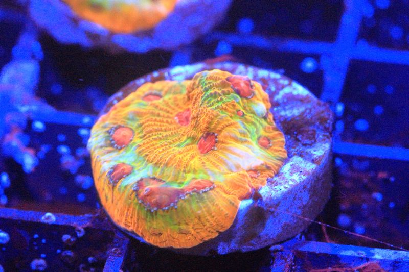 Fascination Favites