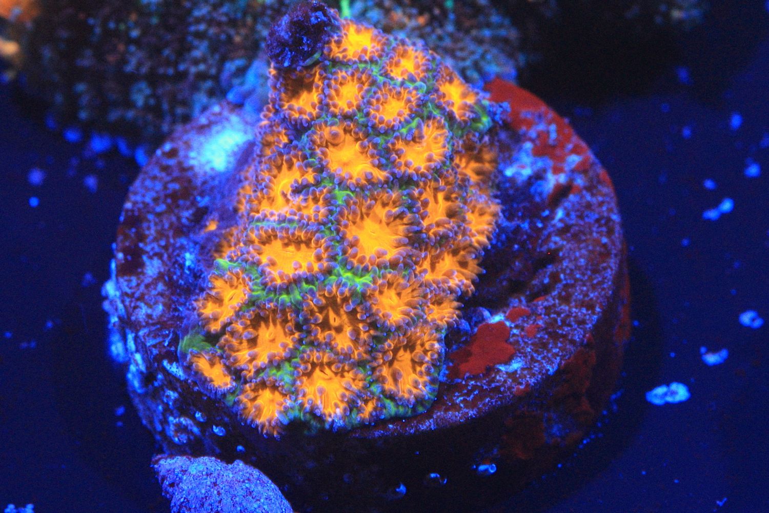 Burning Ember Leptastrea