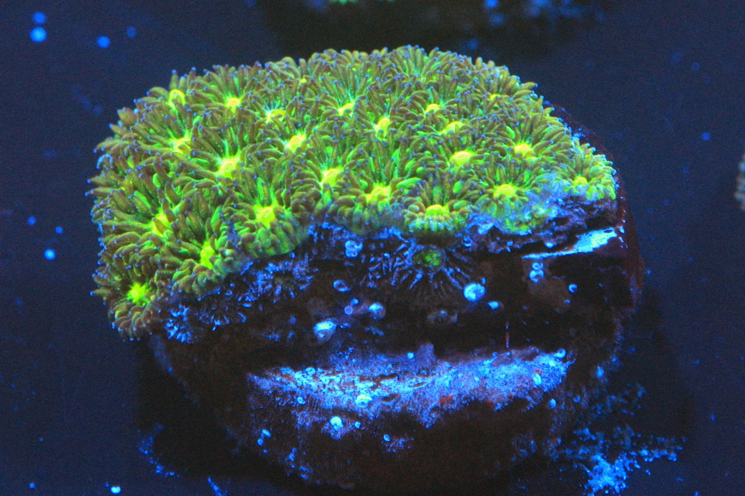 Granny Smith Leptastrea