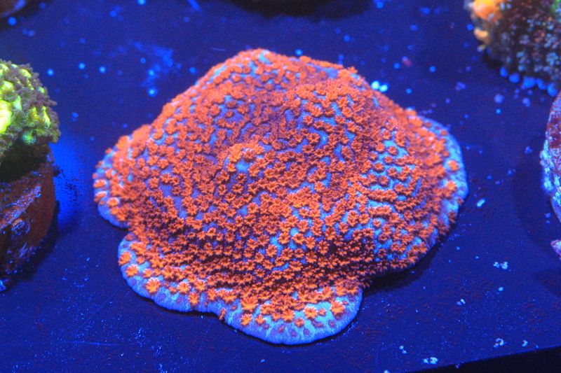 Superman Montipora