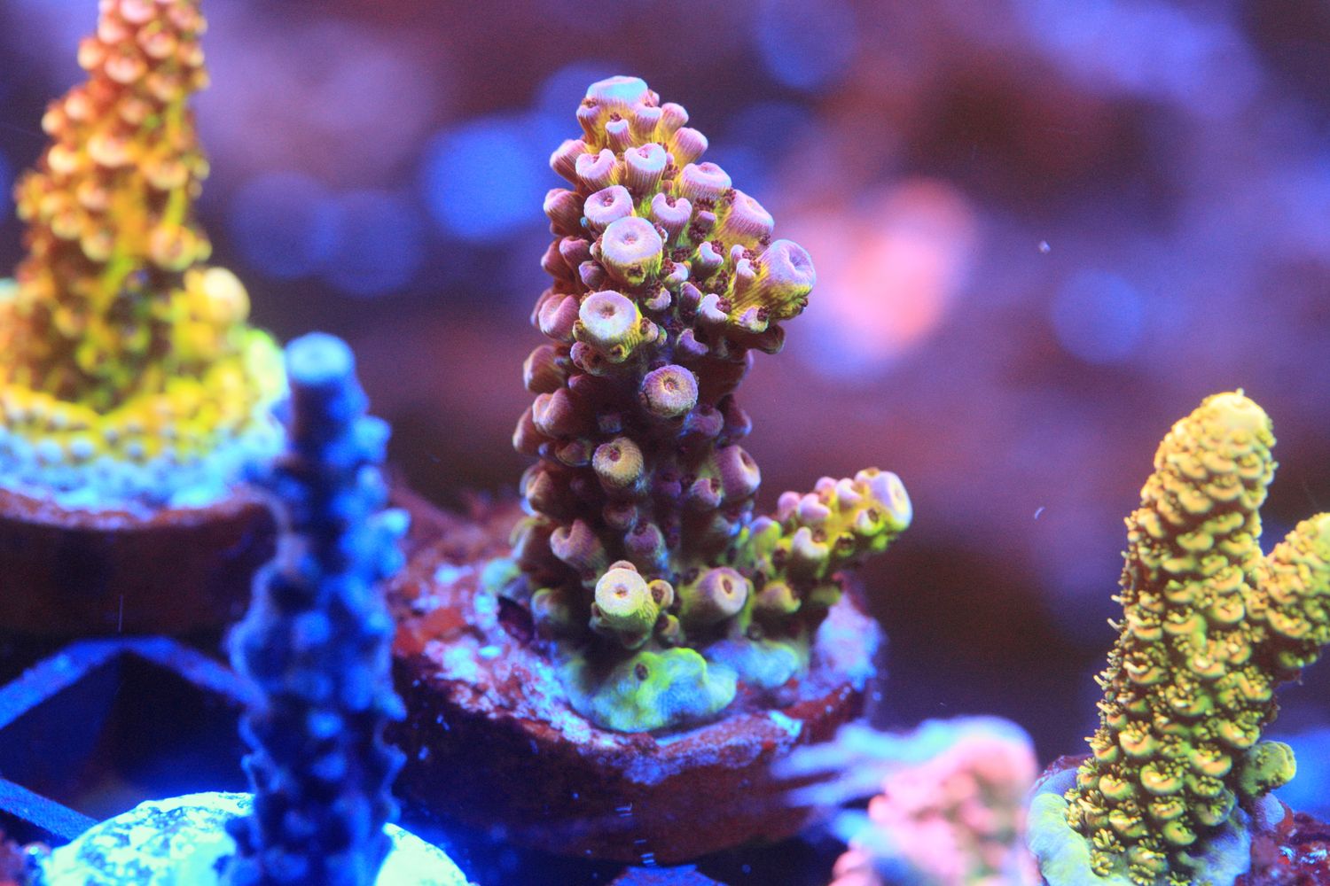 Unidentified yellow, pink and purple acropora