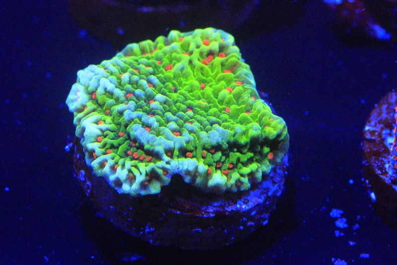 Seasons Greetings Montipora