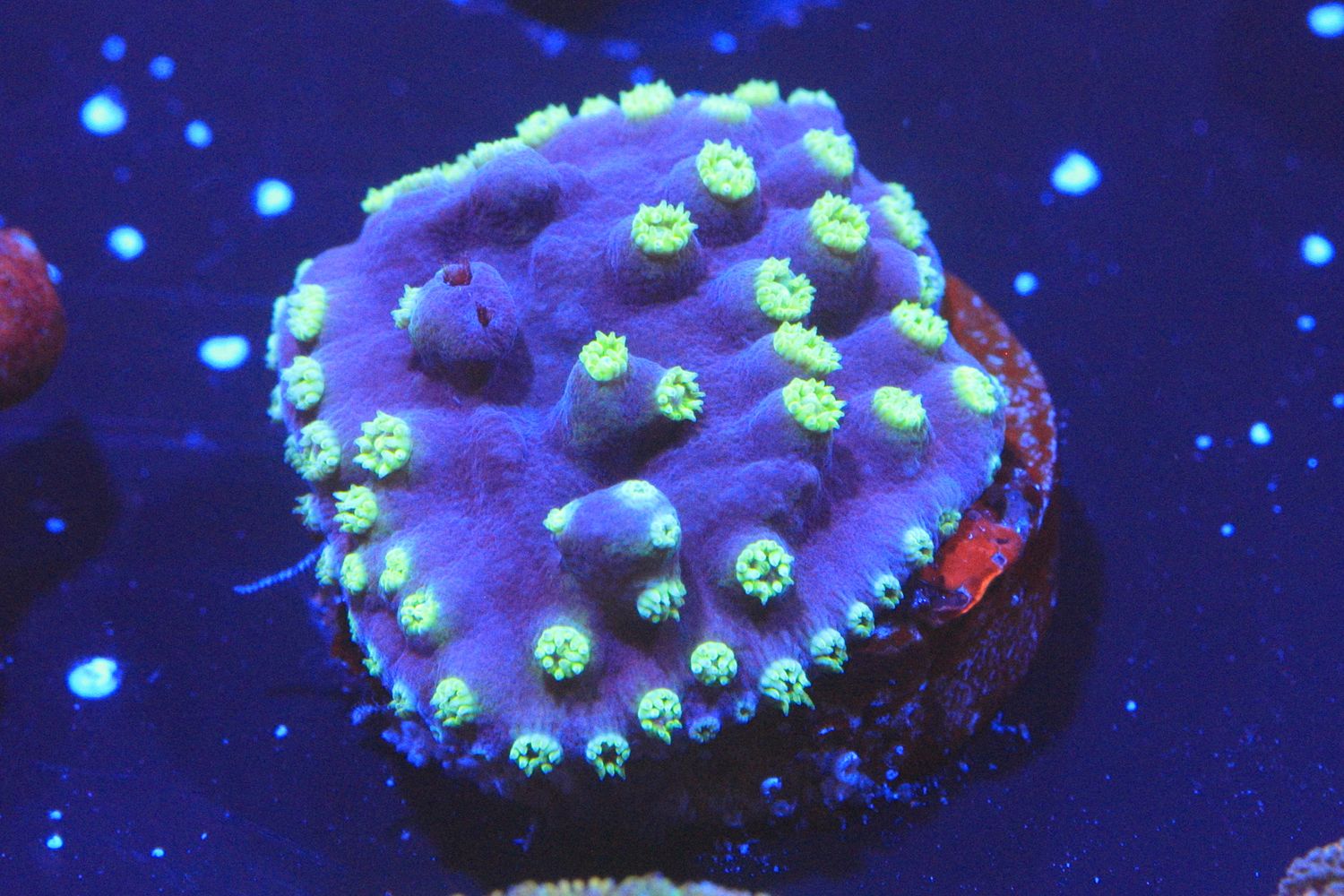 Blue Astreopora